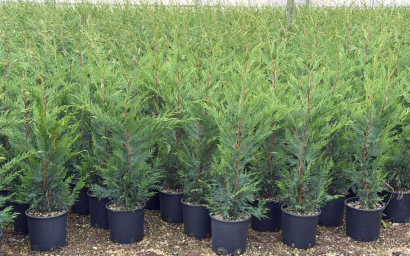 Cupressocyparis x leylandii